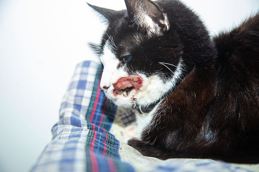 Plattenepithelkarzinom Endstadium