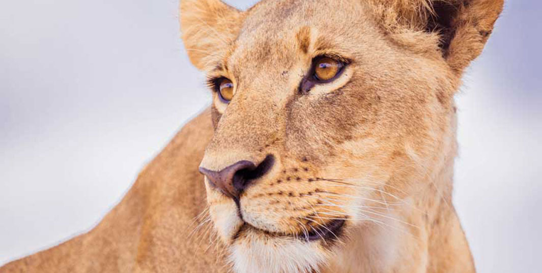 Nairobi Nationalpark