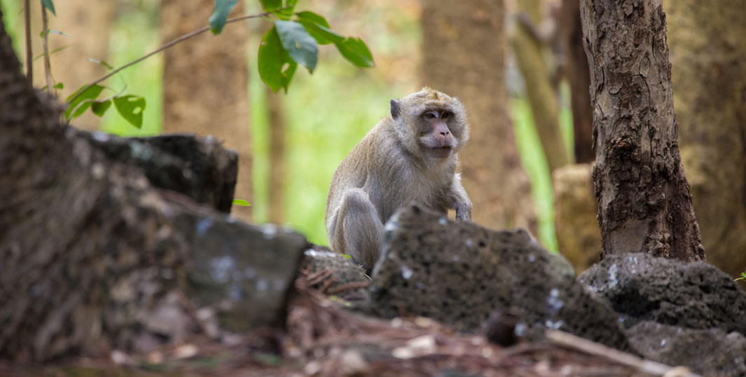 mauritius affe